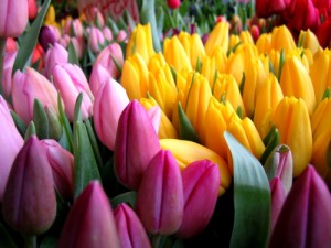 Создать мем: поздравляю вас с 8 марта, тюльпан растение, милые женщины поздравляем вас с 8 марта