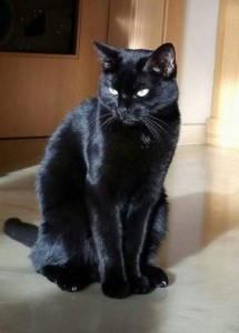 Create meme: black cat, the black haired cat, the cat is black