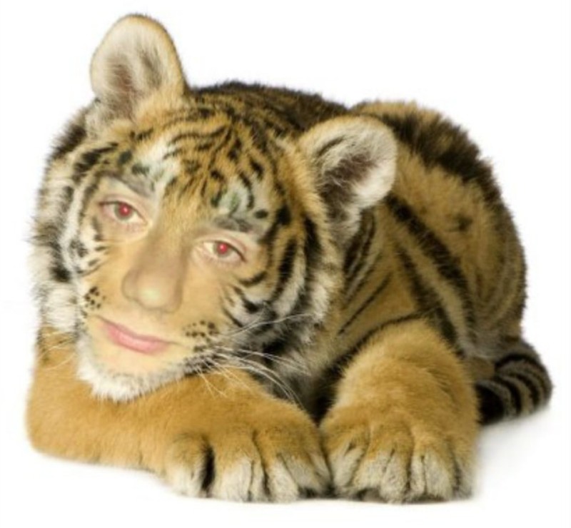 Create meme: tiger , tiger tiger , tiger white background