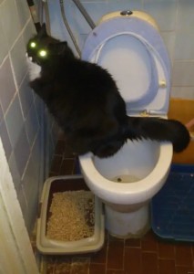 Создать мем: унитаз туалет, кот пьет из унитаза, приучить кота к унитазу