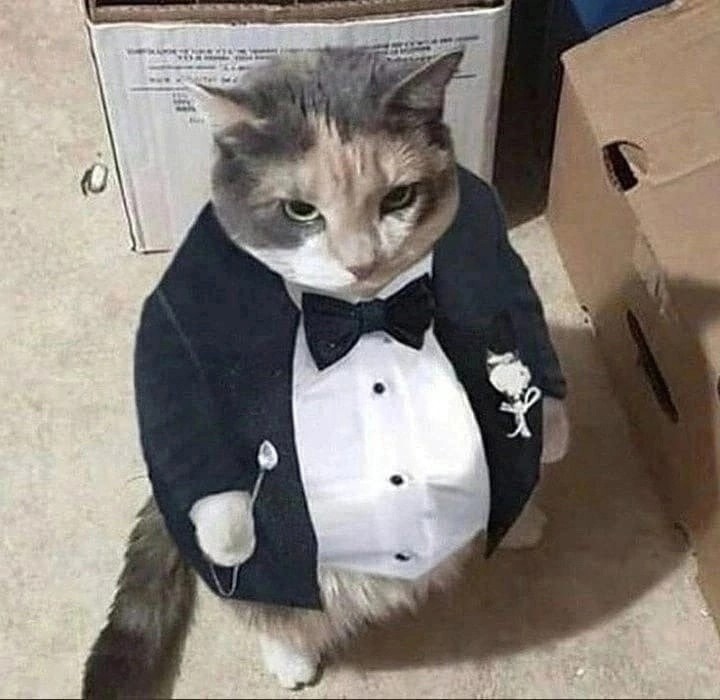 Создать мем: кот кот, пузатый кот в смокинге, кот в официальном костюме