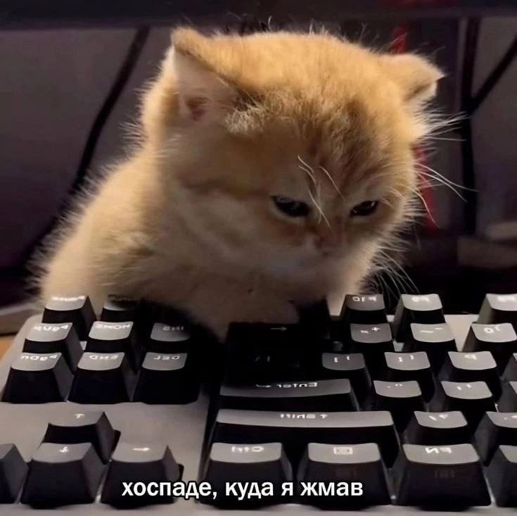 Create meme: cat on the keyboard, memes with captions, the cat is bored