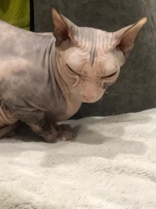 Create meme: Sphynx, cat Sphynx, Sphynx cat