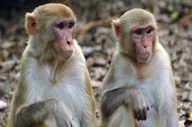Create meme: Ceylon macaque, macaque monkey, monkey