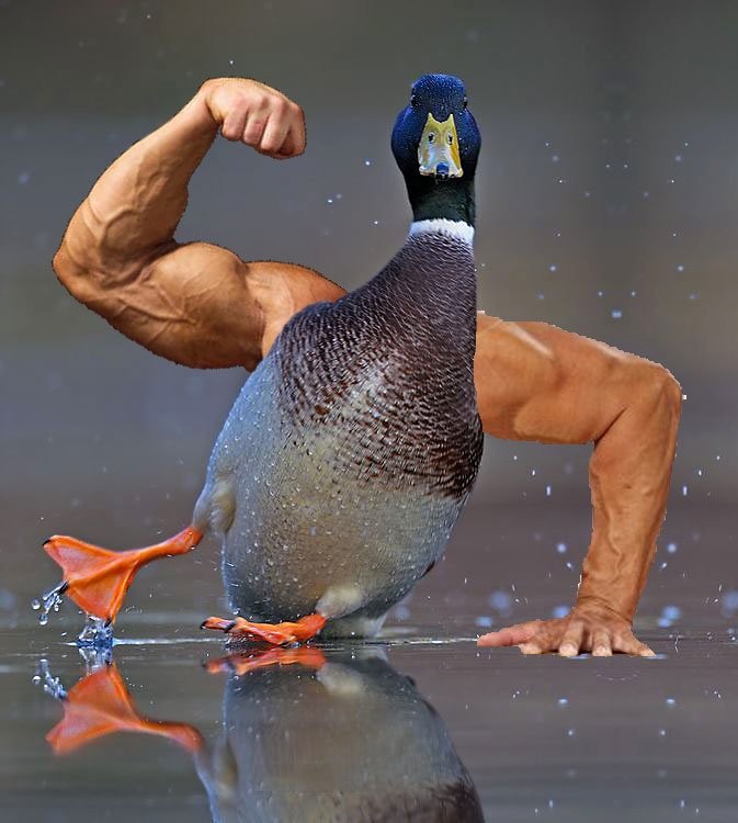 Create meme: The jock duck, duck , The jock bird