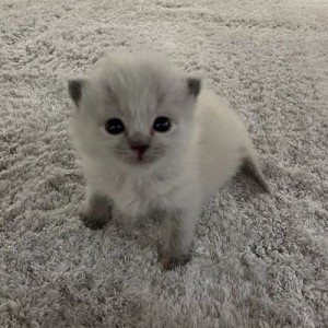 Create meme: kittens silver chinchilla