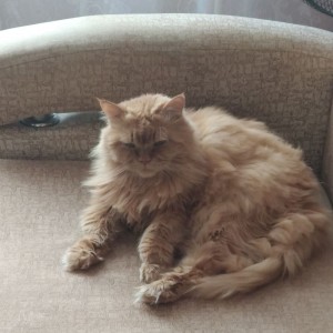 Create meme: Maine Coon, cats, the ginger Maine Coon