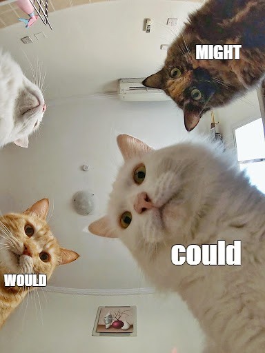 Создать мем: мемы с котиками, кот, наташа и коты мемы
