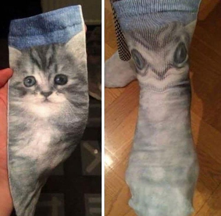 Создать мем: кот в носке, носки, носки с котами