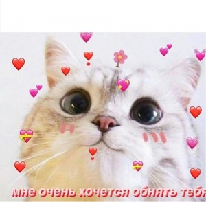 Create meme: a cute cat with a heart, seals, cute cats