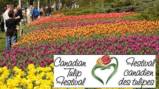 Создать мем: канадский фестиваль тюльпанов в оттаве, фестиваль тюльпанов кекенхоф, фестиваль тюльпанов