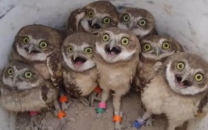 Create meme: animals, animals funny, owl