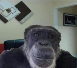 Создать мем: обезьяна, смешные обезьяны, обезьяна улыбается мем