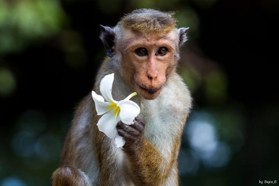 Создать мем: обезьяна звуки, обезьянка ест банан, мартышка