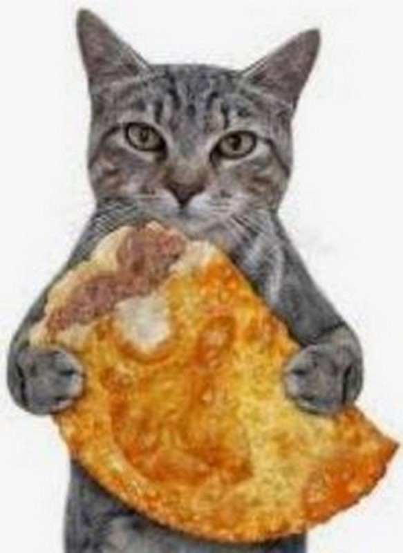 Создать мем: кот с едой, котик с пиццей, кот