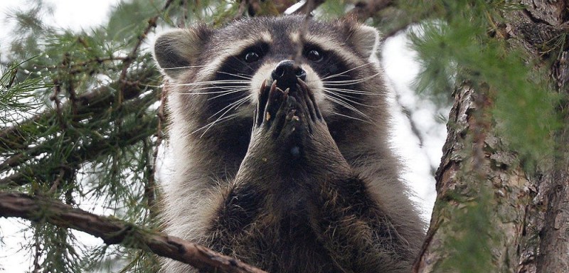 Create meme: raccoon animal , raccoon beautiful, raccoon 