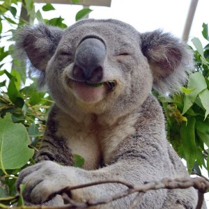 Создать мем: коалы, смеющиеся животные, улыбающиеся животные