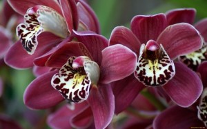 Create meme: Phalaenopsis, orchid, exhibition of orchids