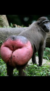 Create meme: monkey with red ass