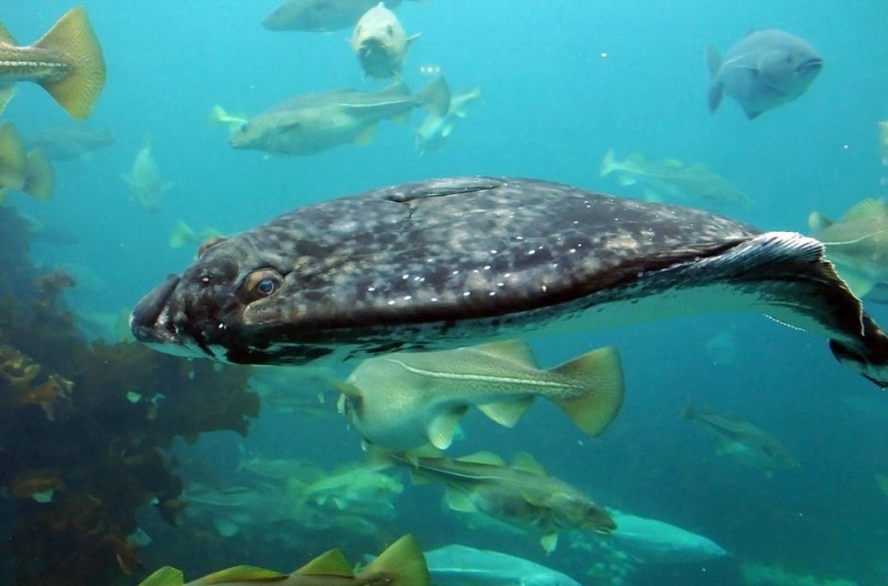 Создать мем: самые большие рыбы, рыбы в черном море, тихоокеанский палтус