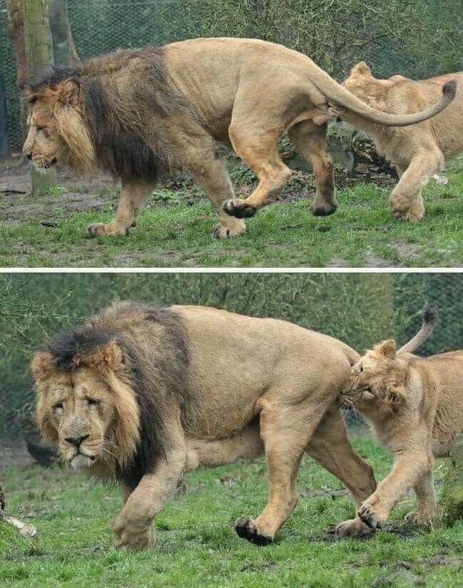 Создать мем "lion, животные, львица кусает льва" .