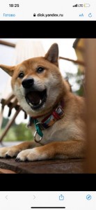 Create meme: dog breeds Shiba inu