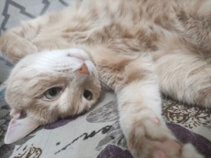 Create meme: Scottish fold cat, cat, seals