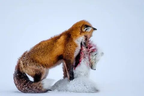 Create meme: wildlife , the red fox, Fox