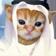 Создать мем: кошка, кот араб, классные котики