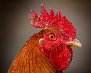 Create meme: chickens breed Kuchinsky anniversary, talking birds, chicken