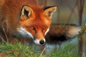 Create meme: fox, the furious animal, Fox schematically