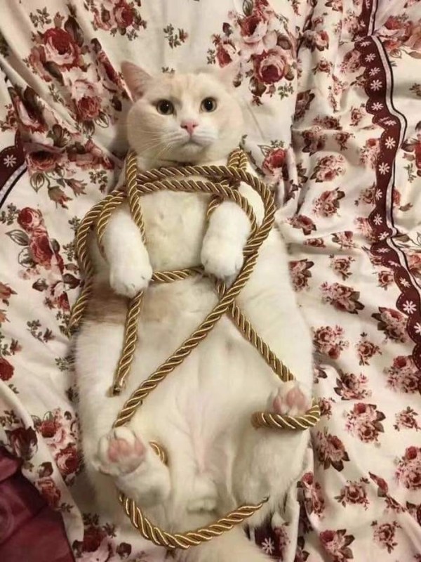 Create meme: shibari the cat, very cute cat, cat 