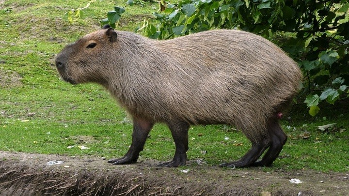 Create meme: hydrochoerus isthmius, the capybara , animals of south america capybara