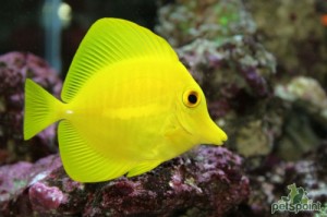 Create meme: fish, tropical fish, yellow