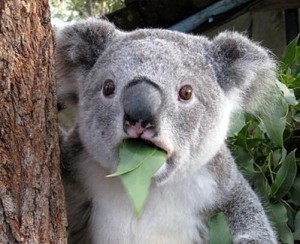 Создать мем: koala, удивленная коала, коала мордочка
