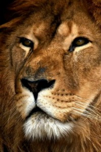 Create meme: face, animal, lion mane