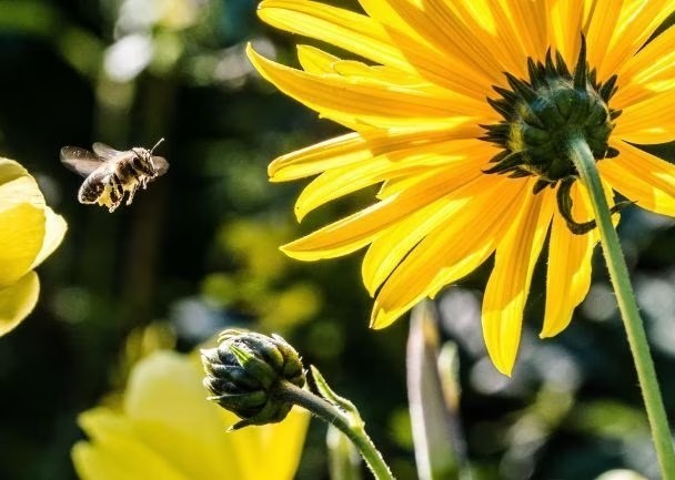 Create meme: bee , bee and bumblebee on a sunflower, bee and fly