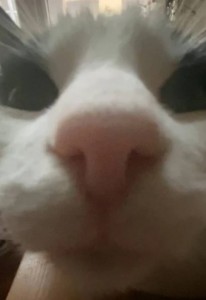 Create meme: cat, cat, the nose of the cat