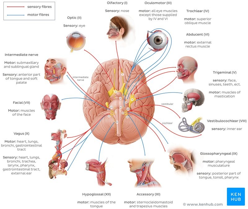 Create meme: cranial nerve, cranial nerve lesions, pairs of cranial nerves