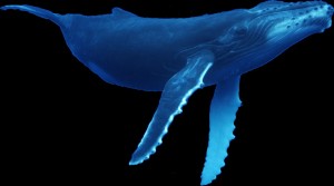 Создать мем: синий кит животное, кит на белом фоне, синий кит без фона