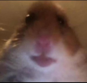 Create meme: hamster selfie, hamster funny, a scared hamster meme