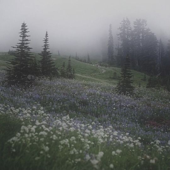 Create meme: nature landscape, forest flowers, the landscape is a quiet place beautiful fog