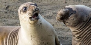 Создать мем: смешной тюлень, морской котик мем, морские котики