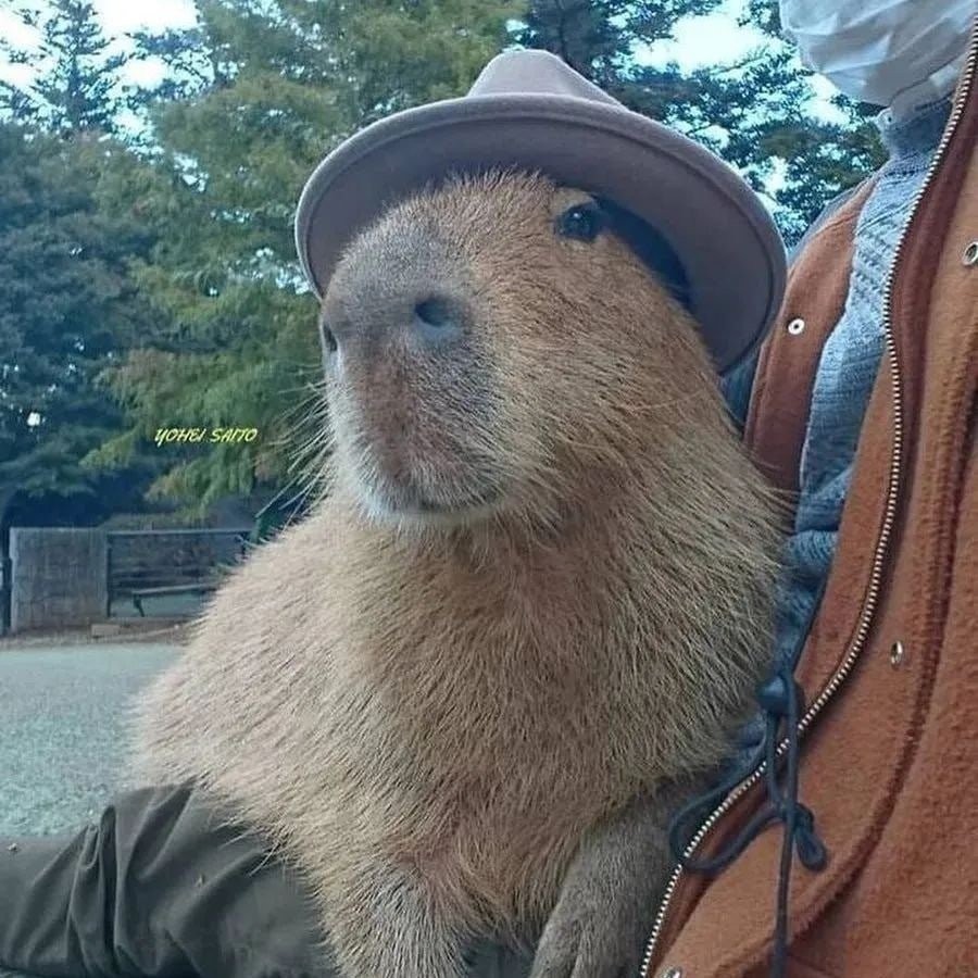 Create meme: big capybara guinea pig, big capybara, Capybara is a pet