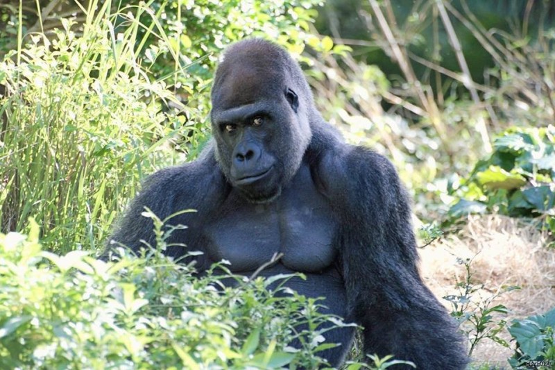 Create meme: gorilla , alpha male gorilla, the calm gorilla