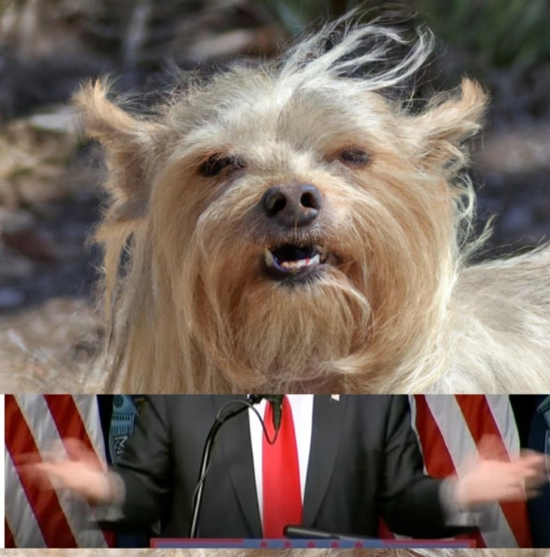 Create meme: Yorkshire Terrier , dogs , dog 