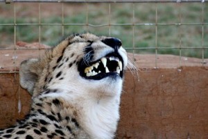 Create meme: Cheerful Cheetah