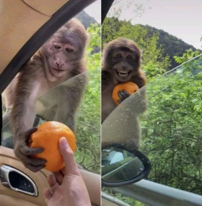 Create meme: monkey with orange, monkeys , monkey with orange