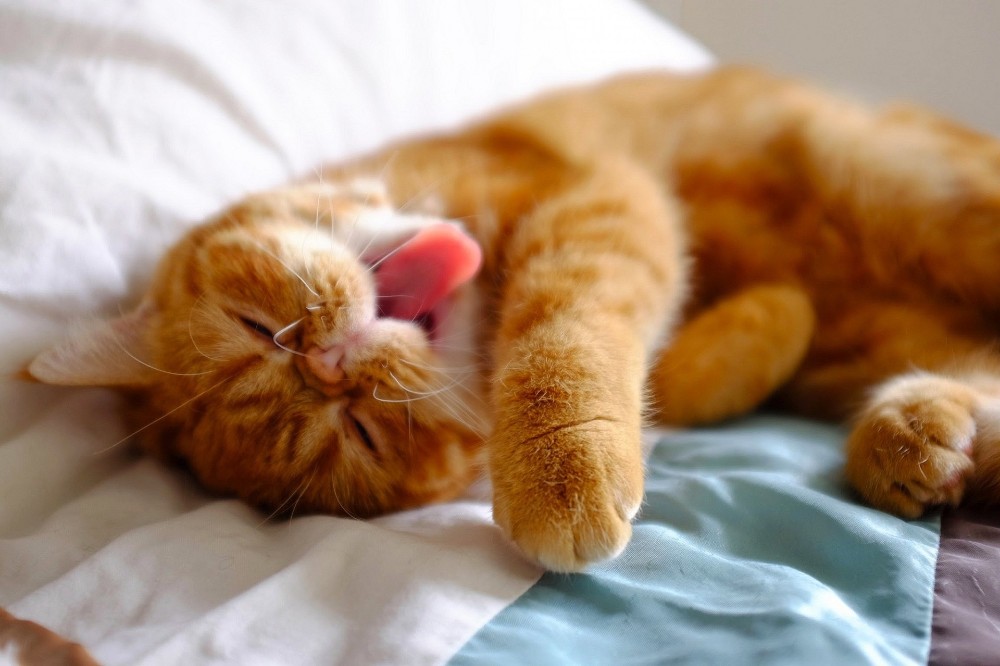 Create meme: funny sleeping cat, tired ginger cat, red cat 