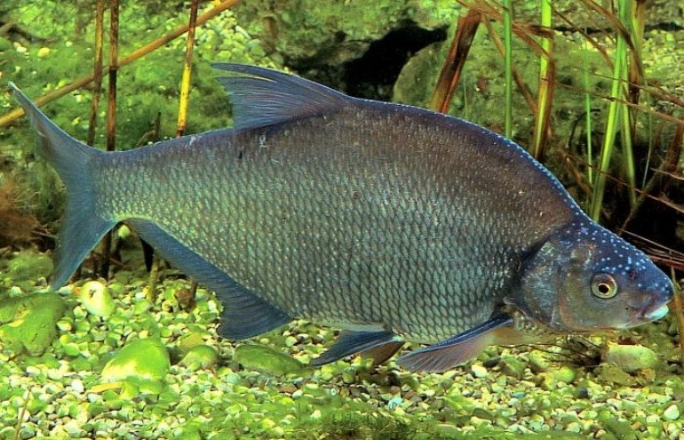 Create meme: fish bream, black amur bream, bream – abramis brama